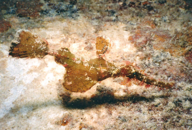 Solenostomus paegnius (Pesce fantasma rugoso)